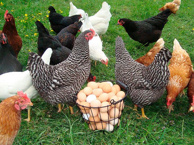 Содержание кур и уход за ними | ЗооТом - продажа, вязка и услуги для животных в Усинске
