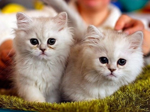 Породы кошек в Усинске | ЗооТом портал о животных