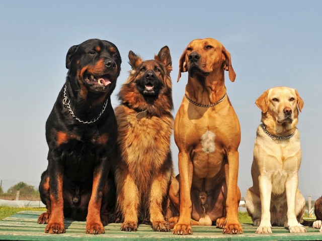 Крупные породы собак в Усинске | ЗооТом портал о животных
