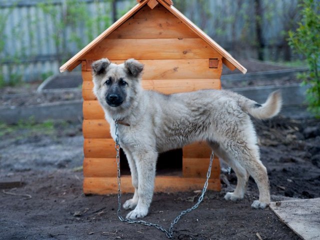 Все о собаках в Усинске Все о собаках в Усинске